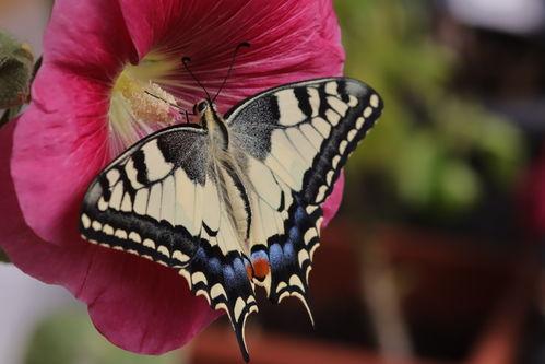 蝴蝶的相关资料,蝴蝶世界的奇妙之旅